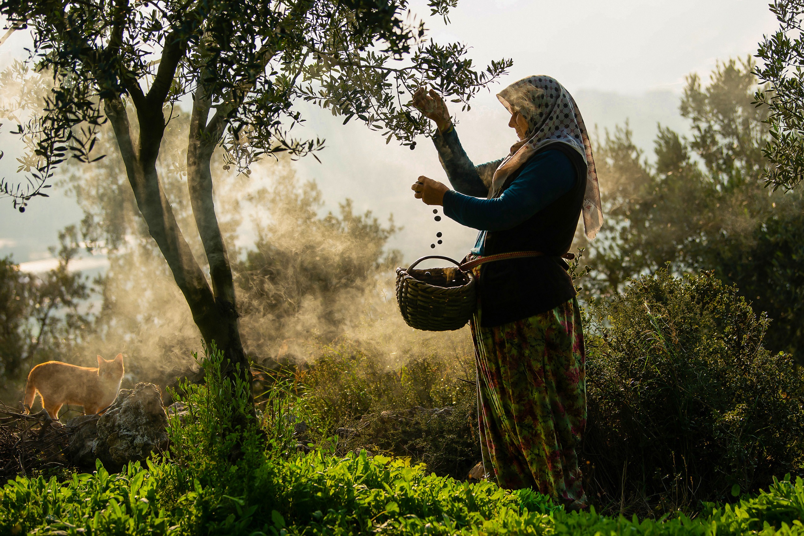 1Ba0C922 Ed2D 4C5E 966C A590534B2631 6